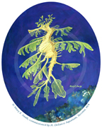 leafy sea dragon oval Acrylic on wood panel
